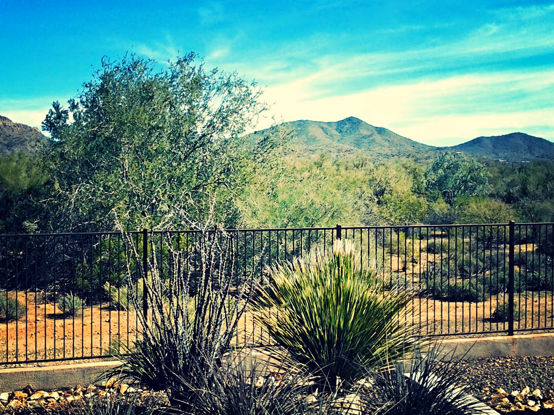 Outdoor view of a desert landscape with various desert plants, a black metal fence, and mountains in the background under a blue sky.