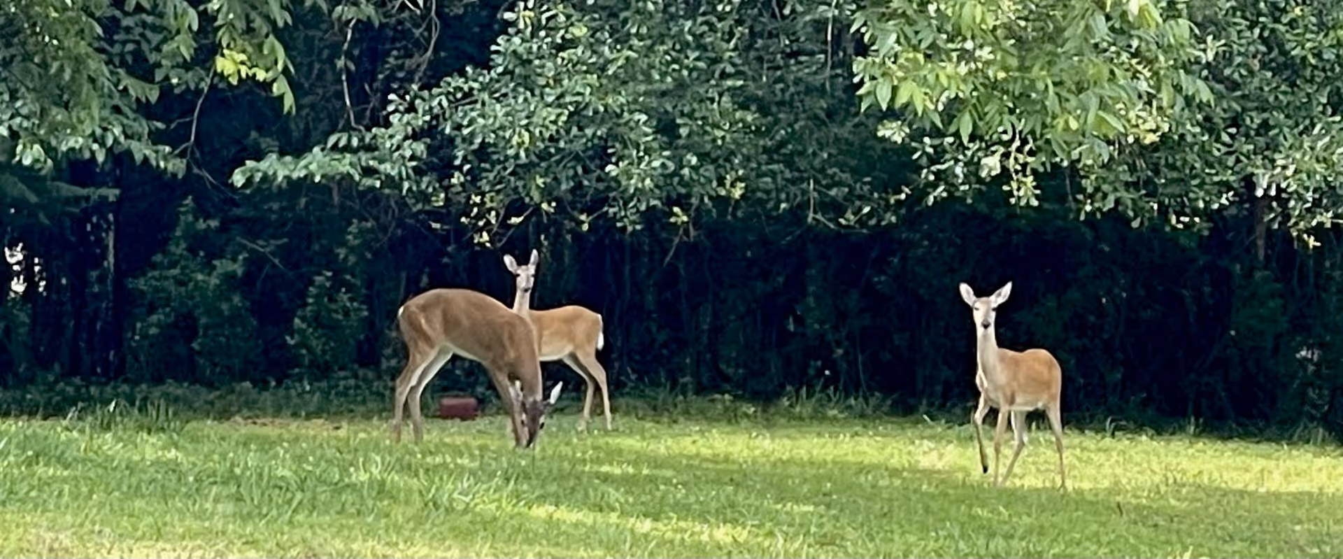 Three deer standing and grazing on a grassy area with dense green trees and bushes in the background.
