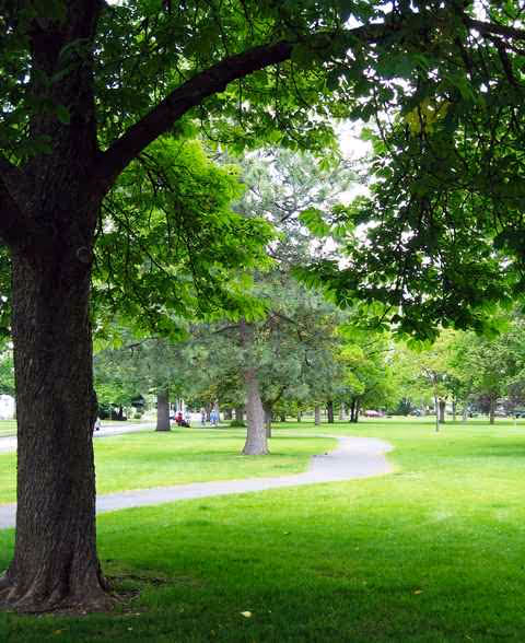 A lush green park with trees and a winding path through the grass.