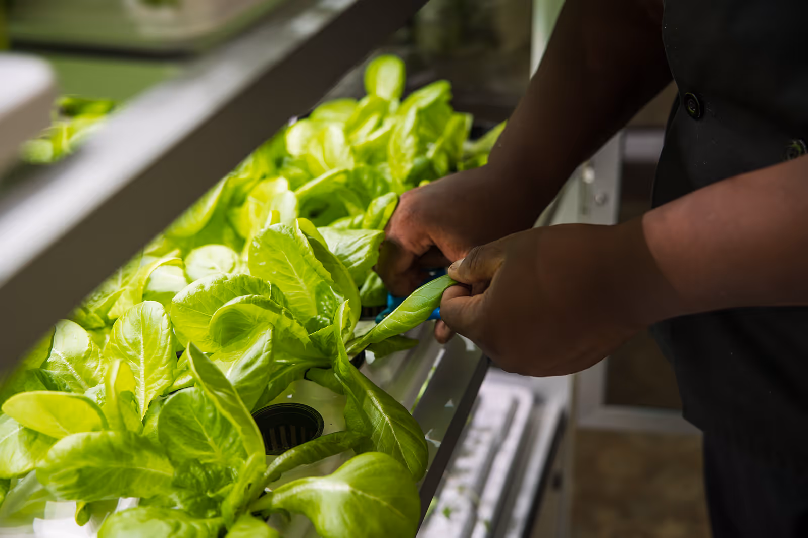 Close-up of a person harvesting fresh green lettuce leaves from an indoor hydroponic garden or growing system.