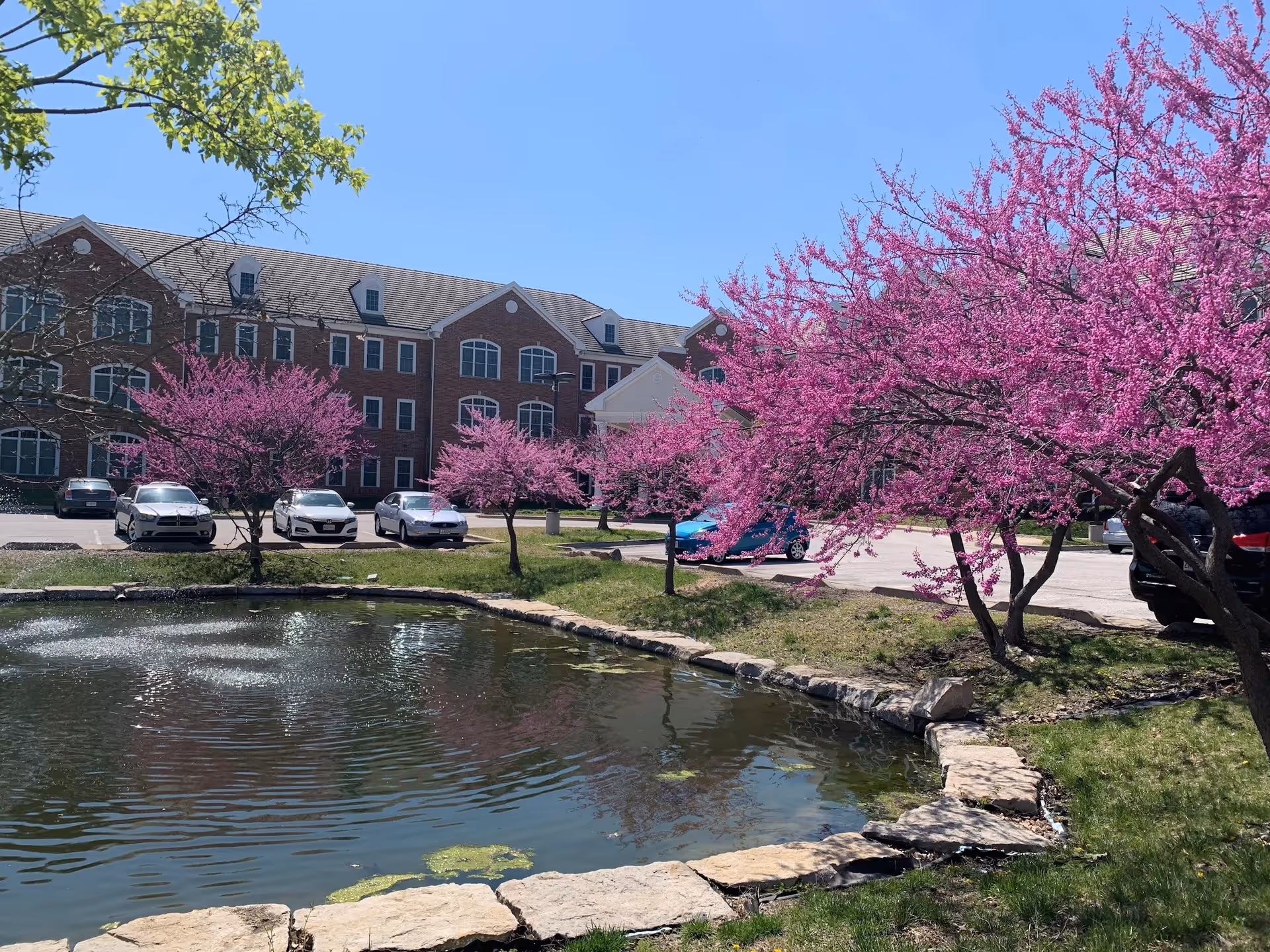 A senior living community building with a parking lot in front, surrounded by blooming pink trees and a small pond with stone edging in the foreground under a clear blue sky.