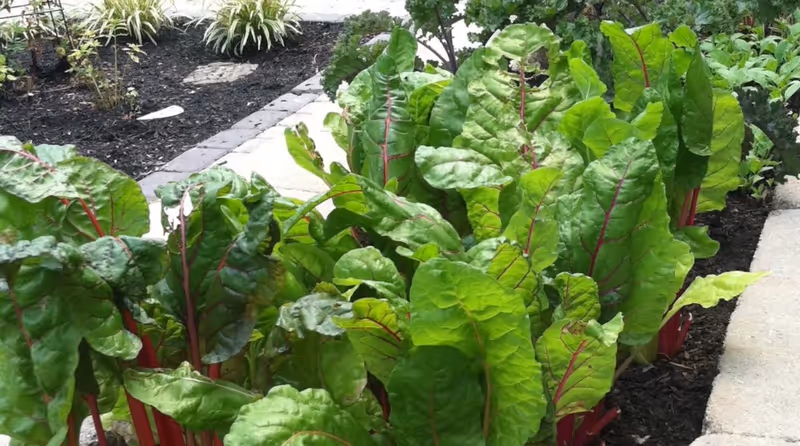Rows of vibrant Swiss chard with red stems growing in a landscaped outdoor garden bed.