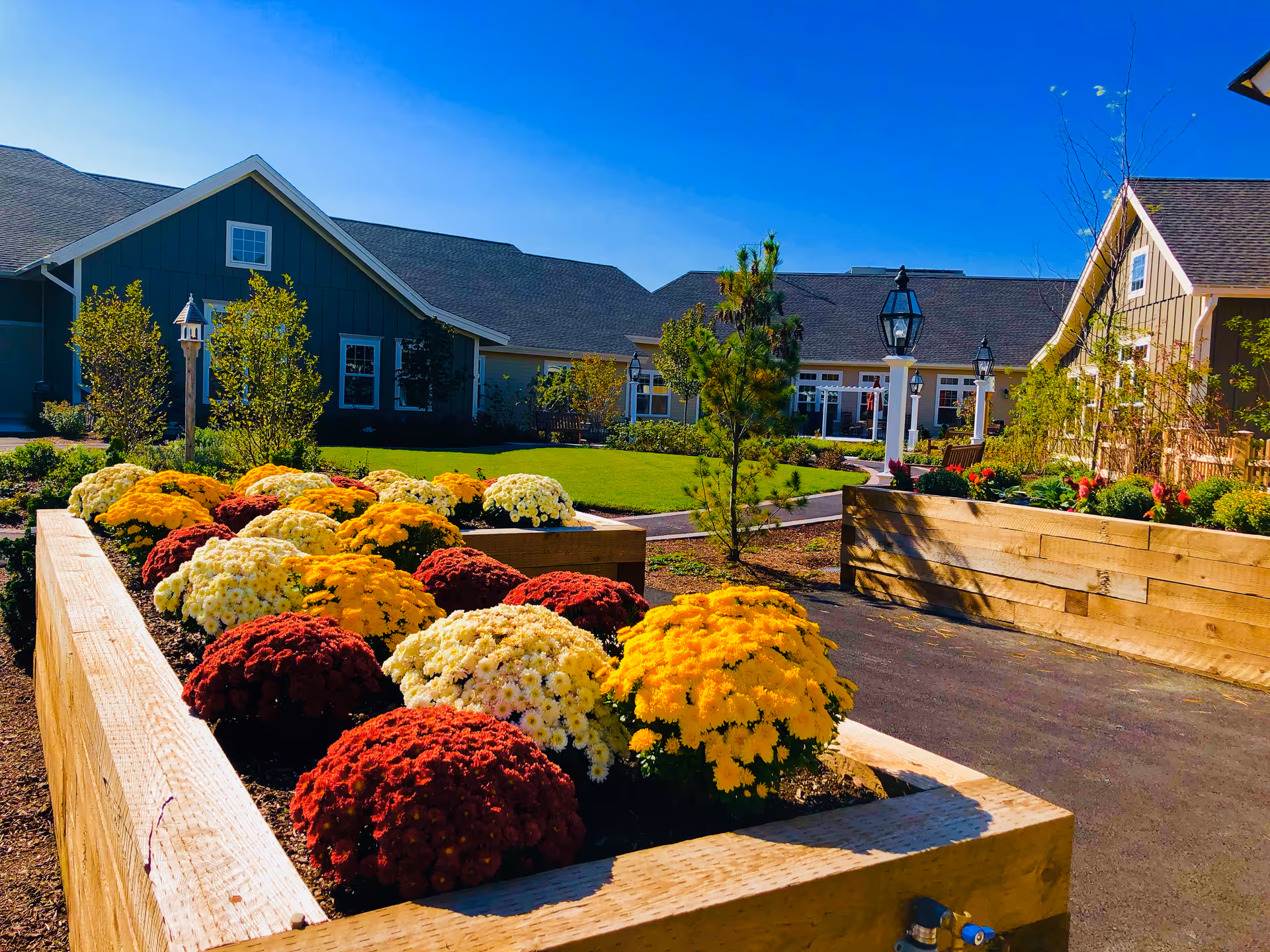 Raised wooden planters filled with colorful chrysanthemums in a sunny courtyard with surrounding buildings and lamp posts.