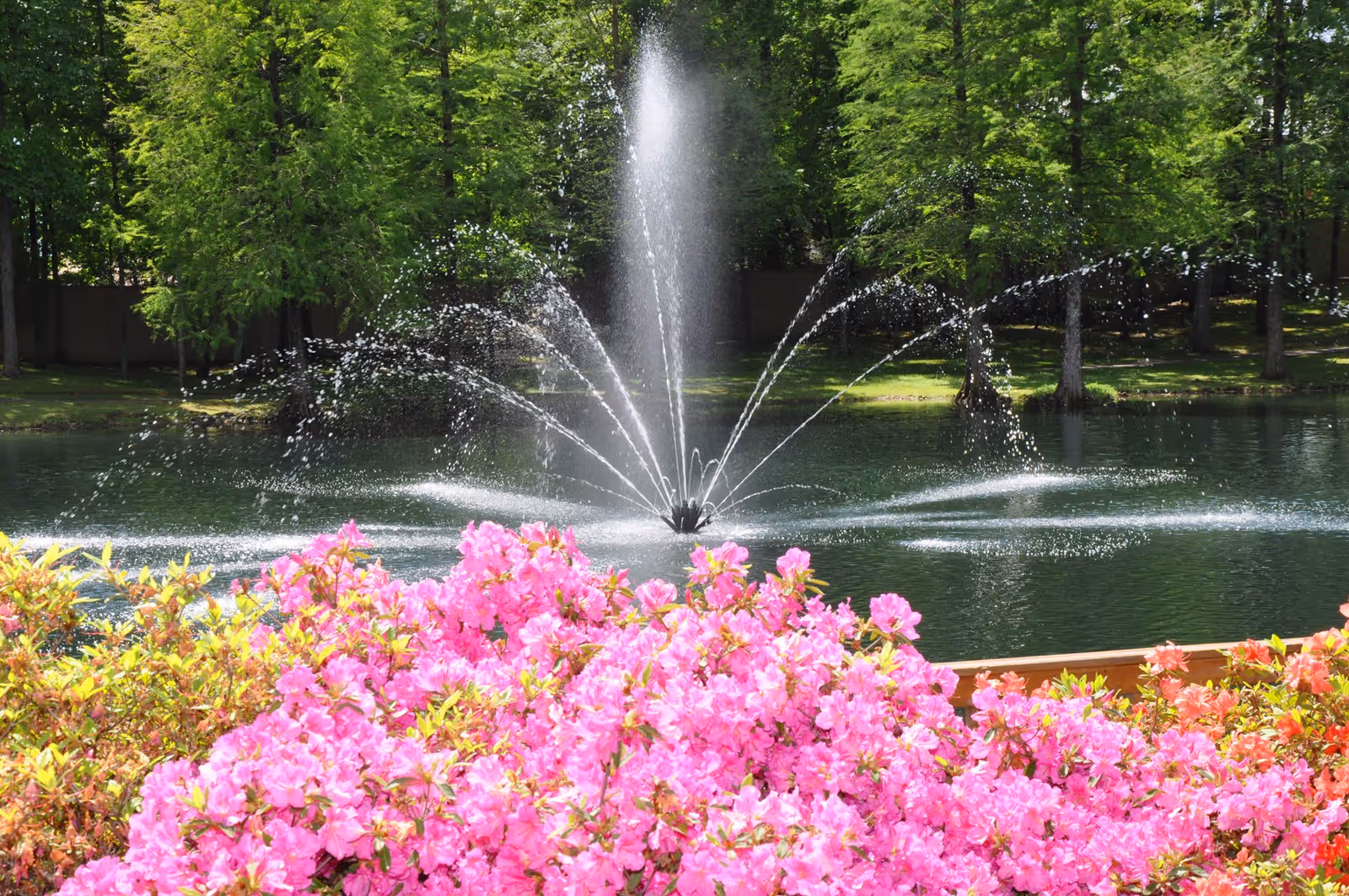 A scenic outdoor view featuring a water fountain spraying water in multiple arcs in the middle of a pond, surrounded by lush green trees and vibrant pink flowers in the foreground.