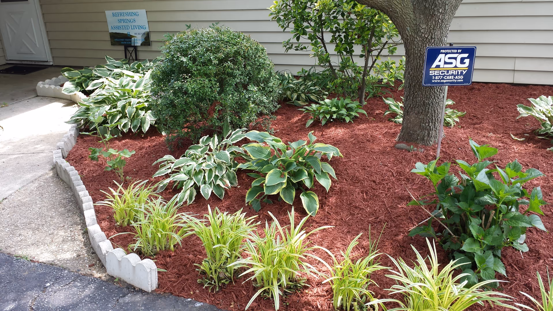 A landscaped garden area with various green plants and shrubs surrounded by red mulch. A tree with a security sign attached to it is visible. The garden is bordered by a curved concrete edge next to a paved walkway and a building with beige siding. A sign in the background reads 'Refreshing Springs Assisted Living.'