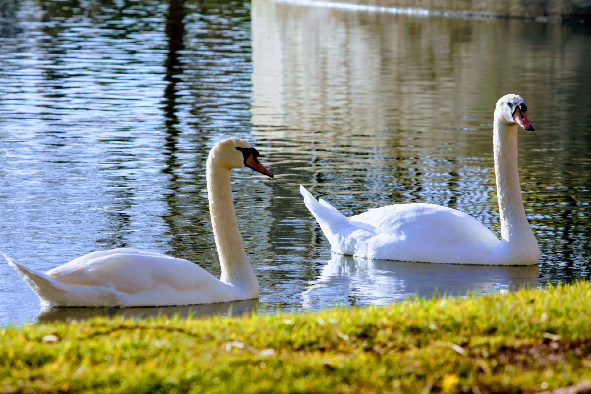 Two white swans swimming on a calm pond with green grass in the foreground and reflections on the water.