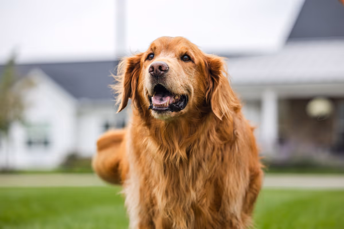 A golden retriever standing on a lawn with a residential building blurred in the background.