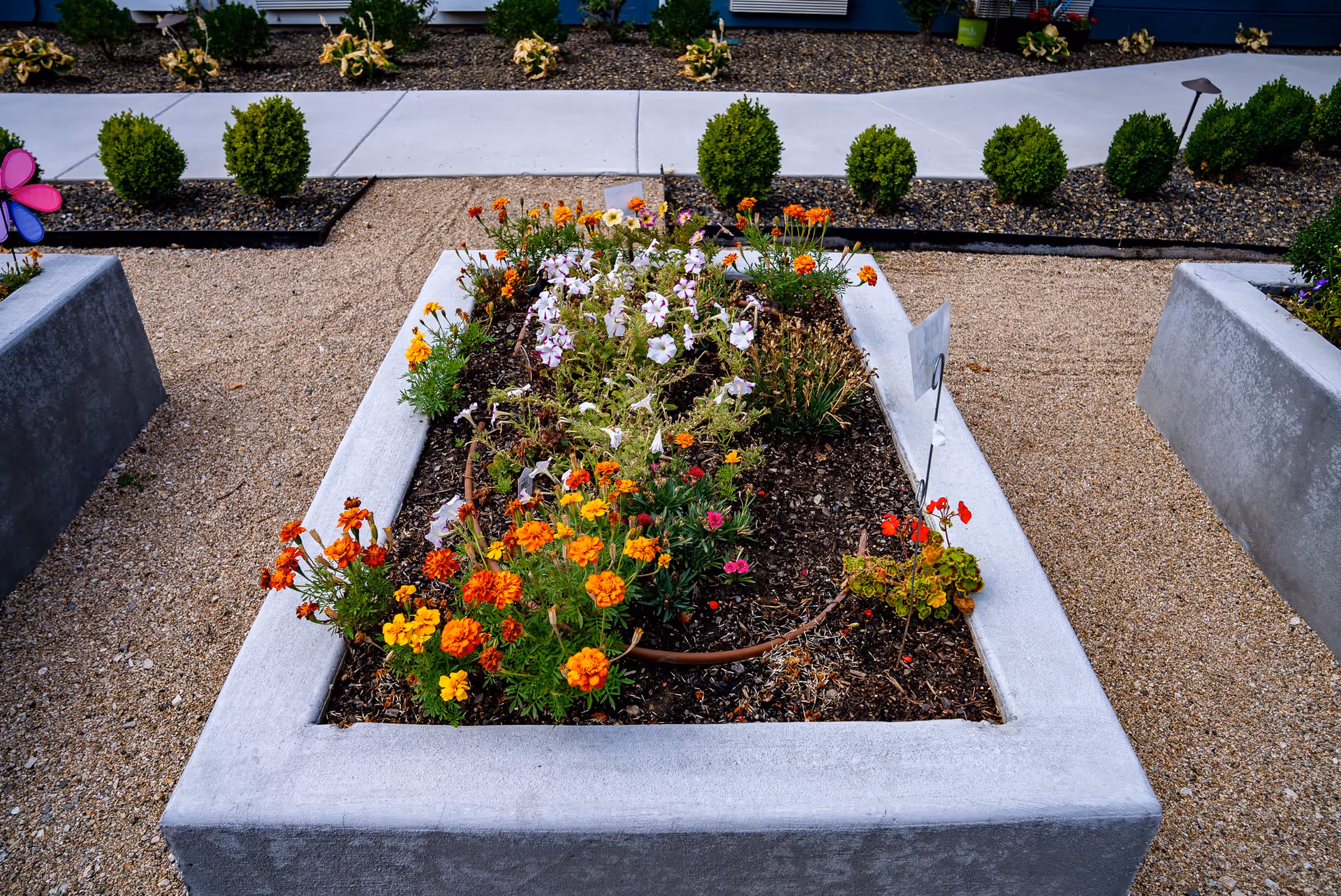 A raised rectangular garden bed filled with colorful flowers including orange, yellow, and white blooms, surrounded by gravel pathways and small green shrubs in the background.