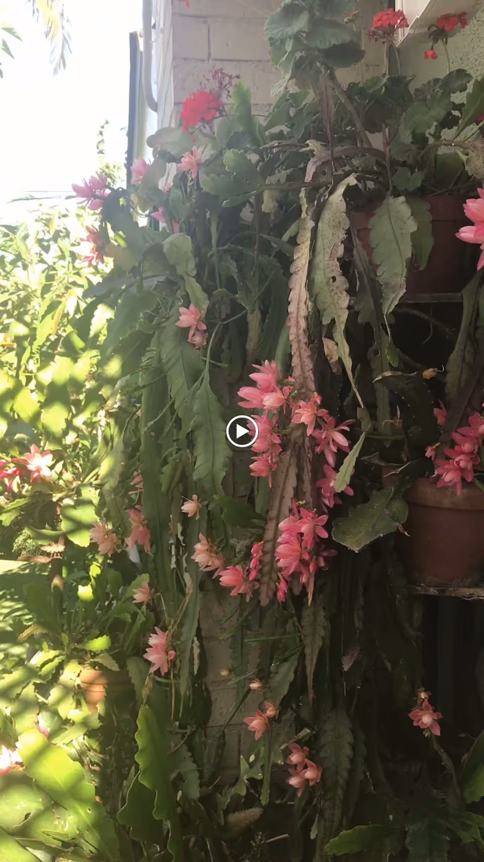 Trailing potted plants with long green leaves and clusters of pink flowers hanging on a sunlit wall.