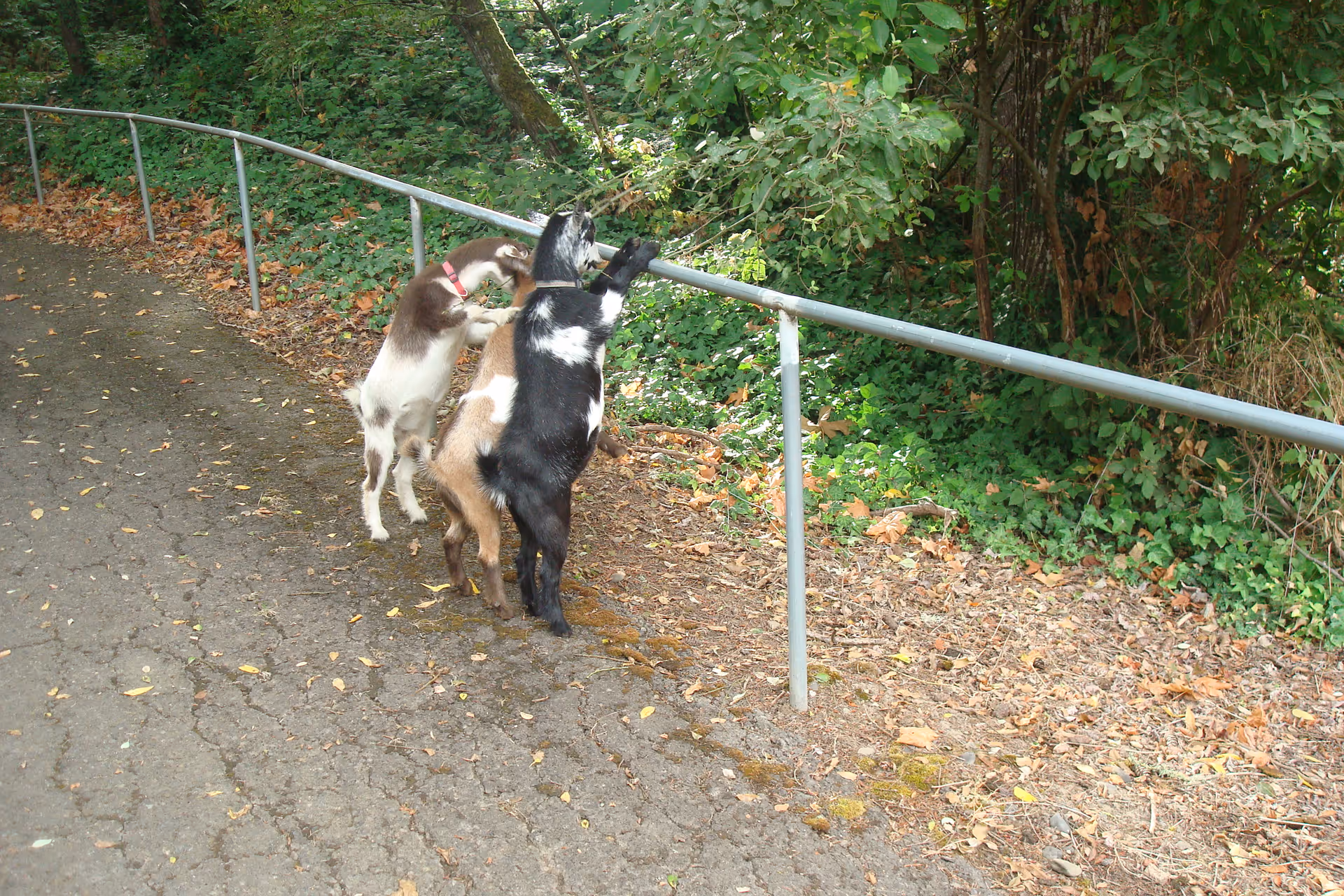Three goats standing on their hind legs leaning on a metal railing next to a paved path and dense foliage.
