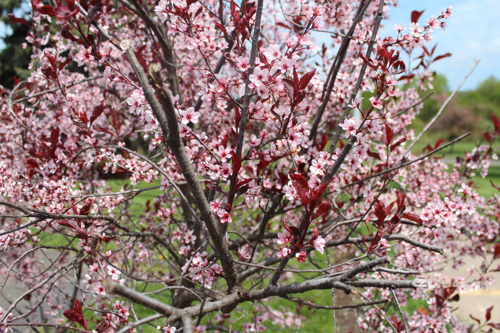 Close-up view of a tree with numerous pink blossoms and dark red leaves, set against a blurred background of green grass and a partly cloudy sky.
