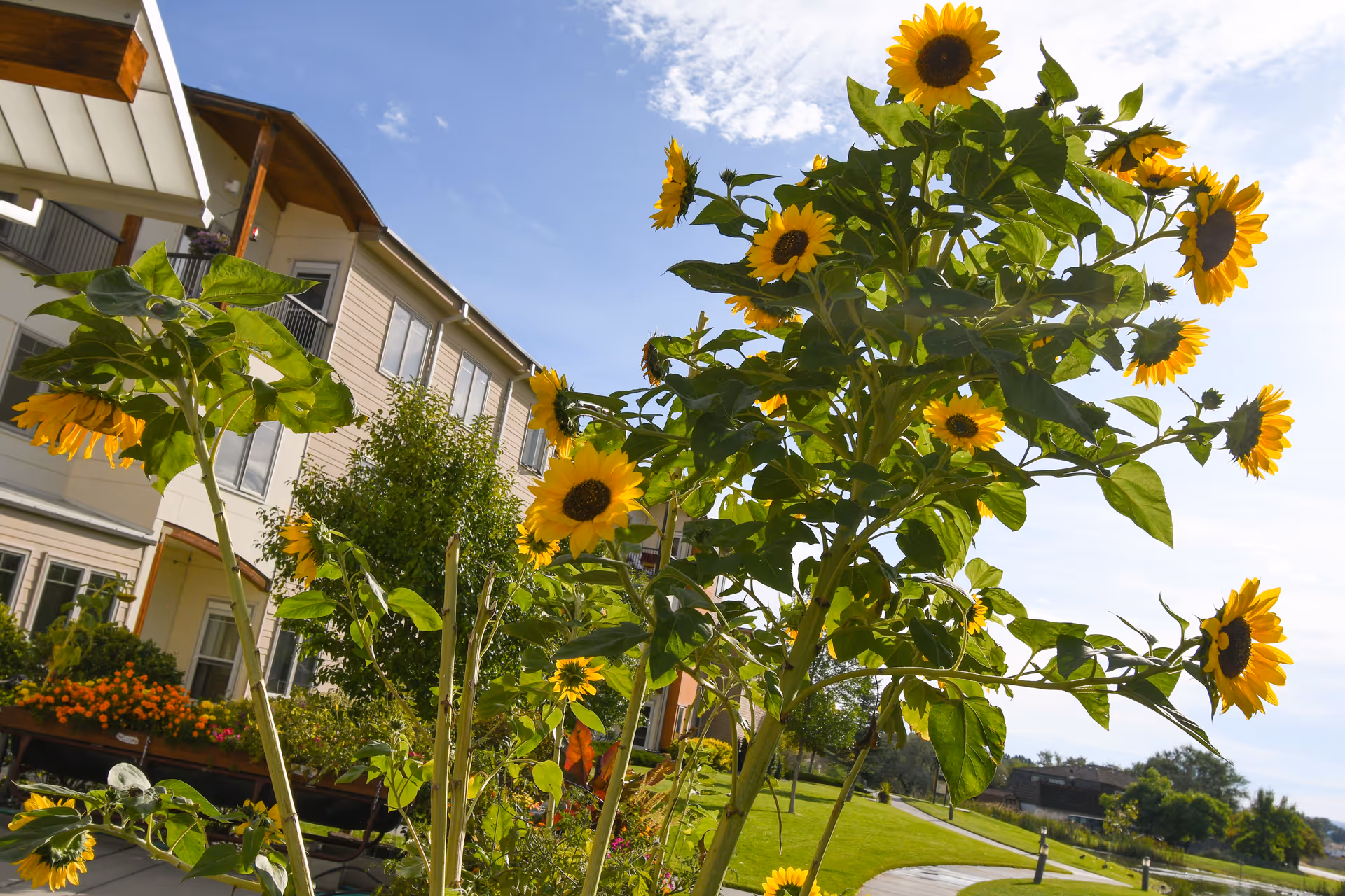 Bright yellow sunflowers growing in a garden area outside a residential building with a clear blue sky in the background.