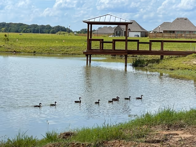 A peaceful pond with a wooden gazebo on stilts extending over the water. Eight ducks are swimming in a line across the pond. In the background, there is a grassy field and several houses under a partly cloudy sky.