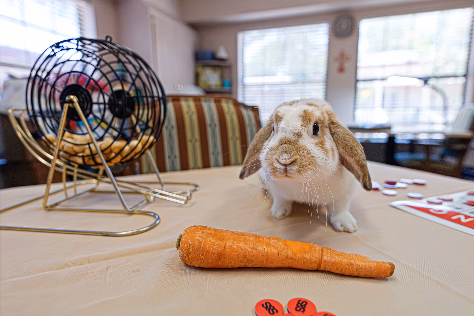 A rabbit sits on a table next to a carrot and a bingo cage in a bright senior common/dining room.