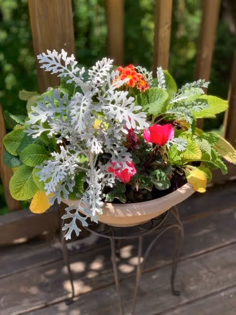 Potted floral arrangement with silver dusty miller and pink and red flowers on a stand on a wooden deck.