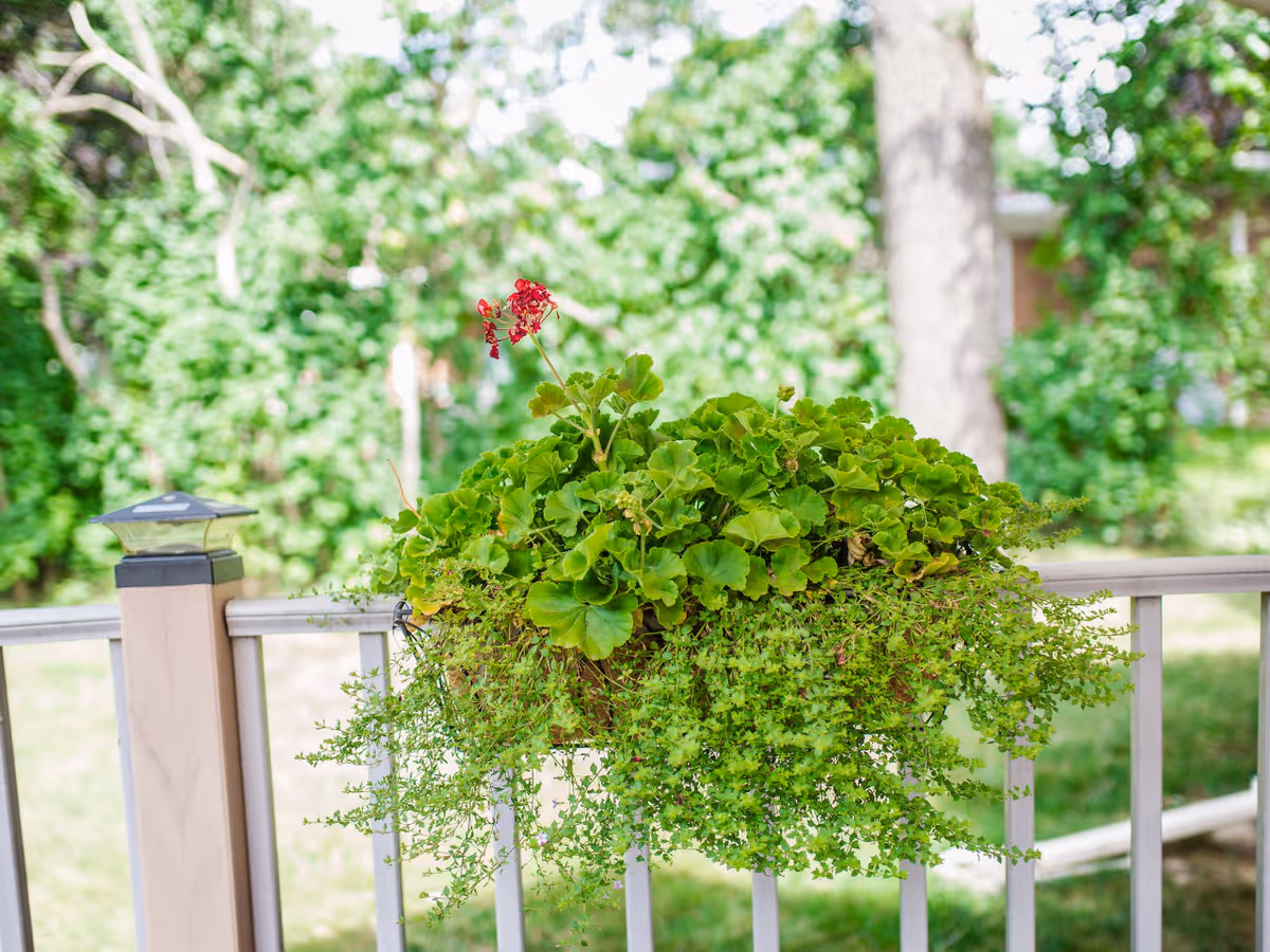 A hanging planter filled with lush green foliage and a few small red flowers, attached to a white railing on a porch or balcony. In the background, there are trees and greenery, suggesting an outdoor garden or yard area.