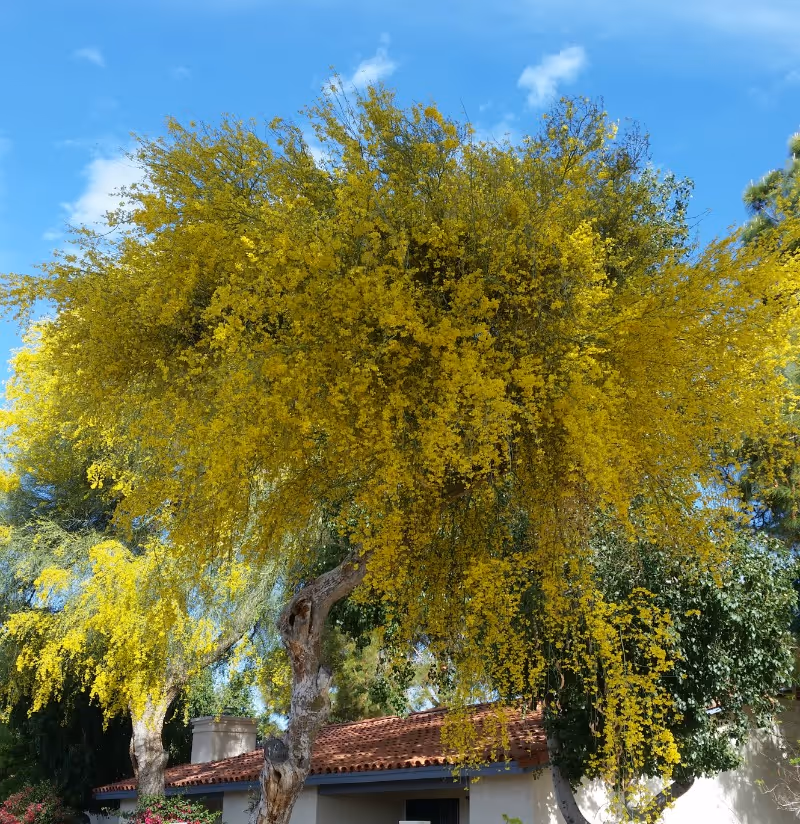 Large tree with dense yellow blossoms overhanging a tile-roofed building under a blue sky.