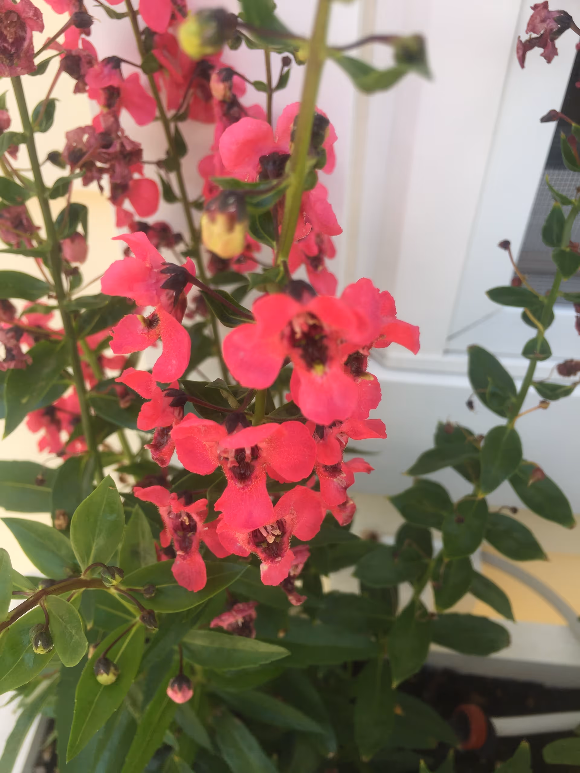 Close-up view of vibrant pink flowers with green leaves growing in a garden area near a white wall and window.