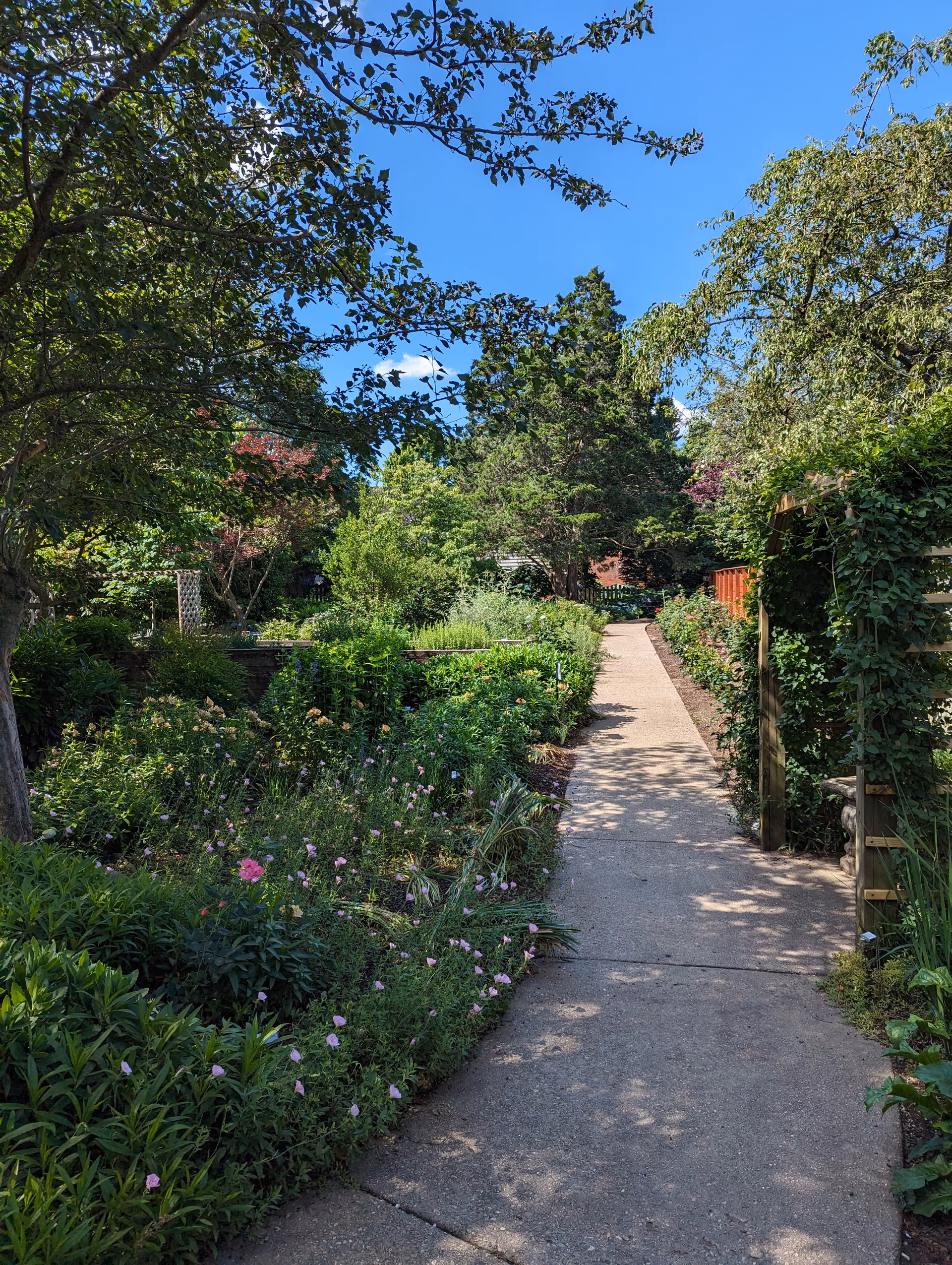 A sunny garden pathway at Ashland Terrace, surrounded by lush green plants, trees, and flowering bushes under a clear blue sky.