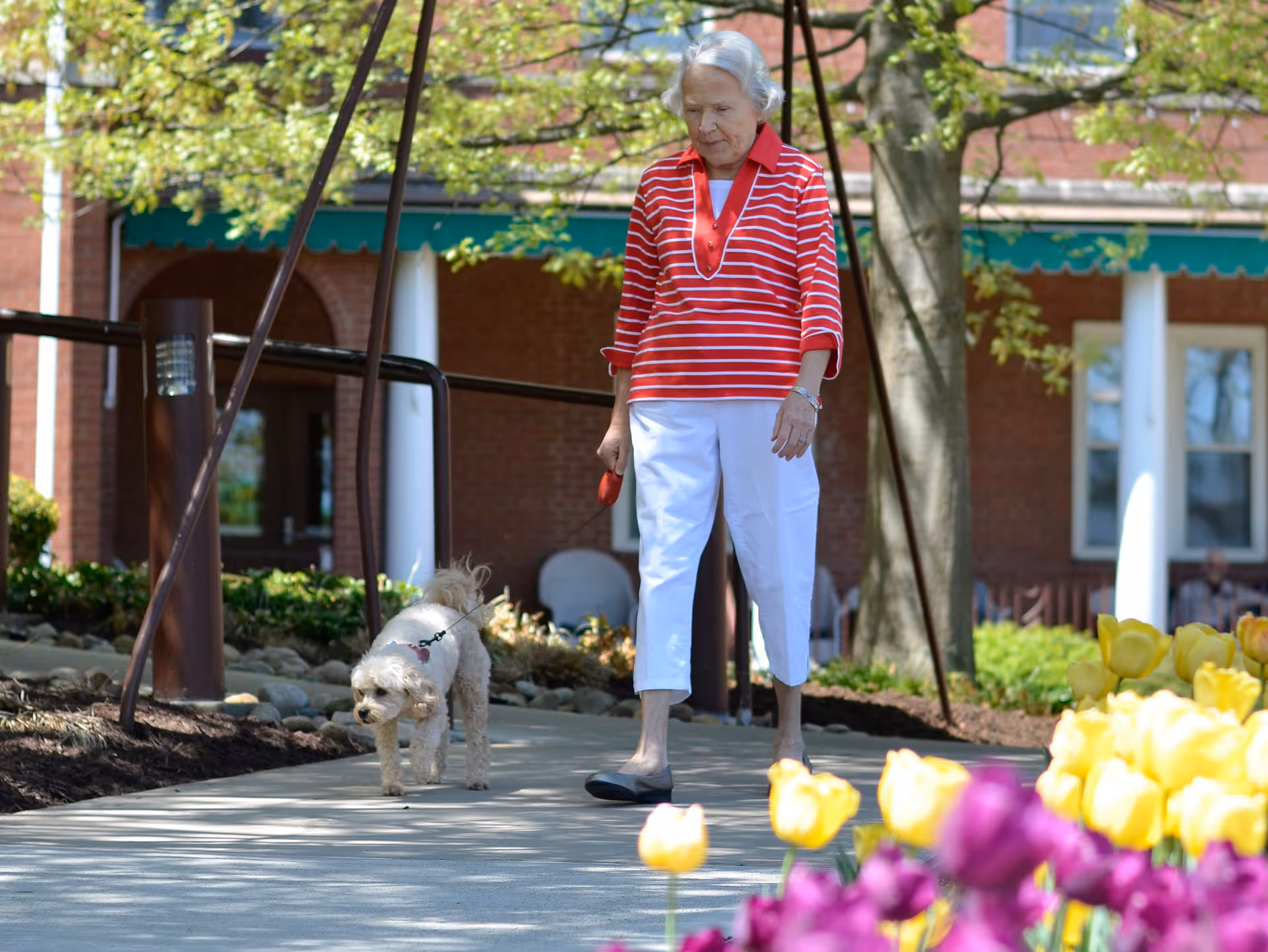 An elderly woman wearing a red and white striped shirt and white pants is walking a small white dog on a leash along a paved path. The path is surrounded by colorful yellow and purple tulips, and there is a brick building with white columns and green awnings in the background.
