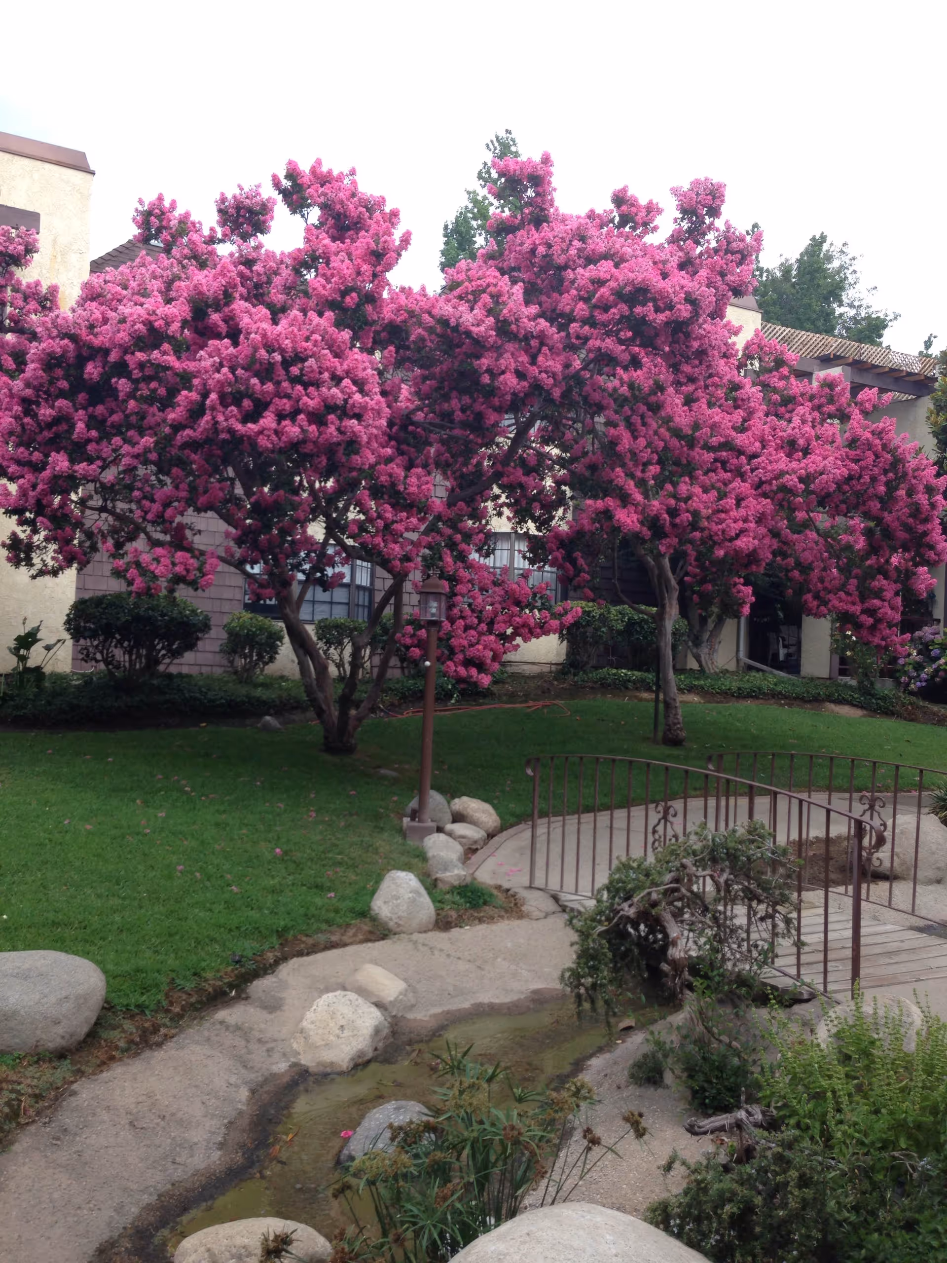 A garden area with vibrant pink flowering trees, green grass, a small curved footbridge over a dry creek bed with rocks, and a building with windows in the background.