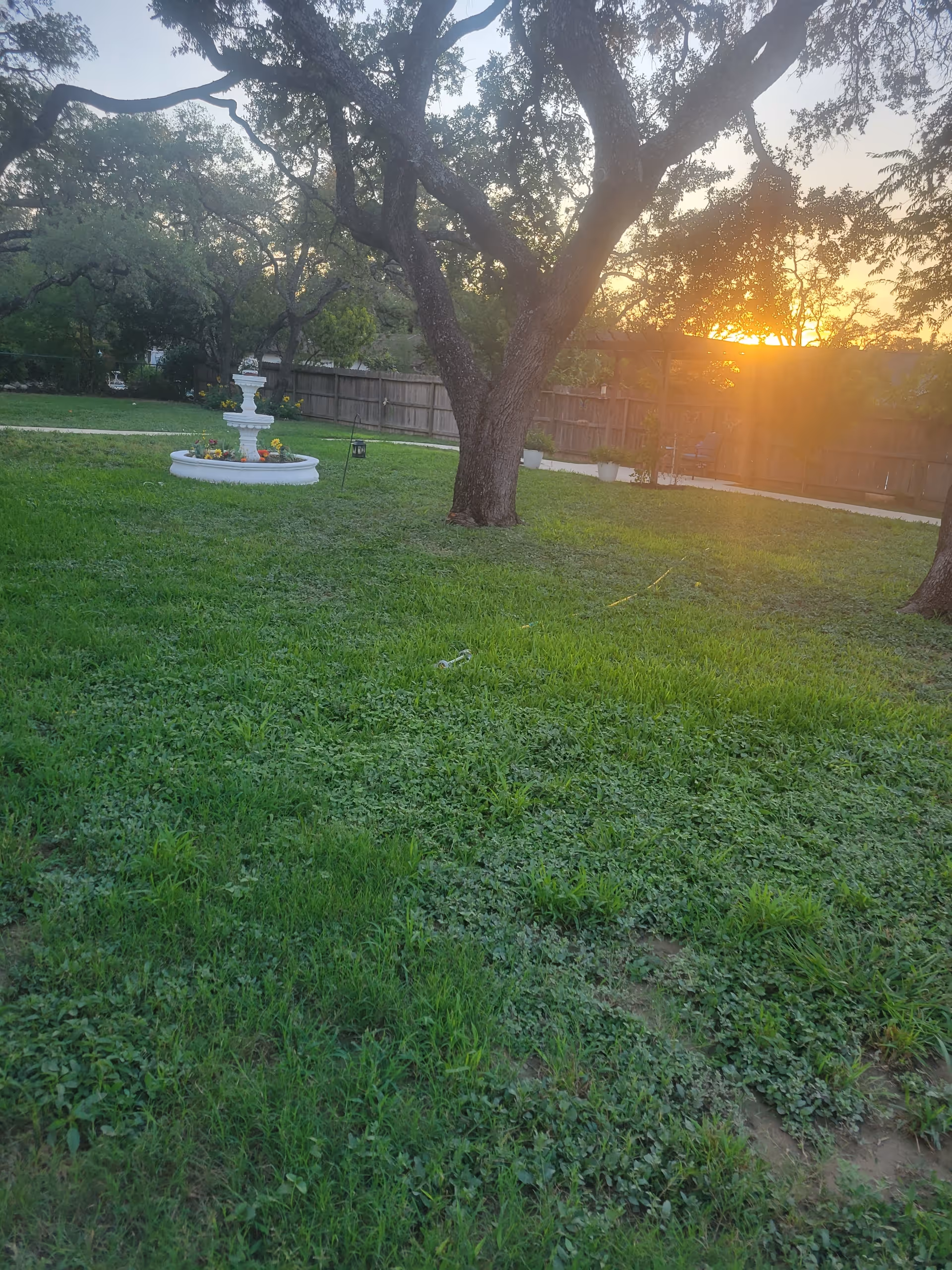 A grassy outdoor area with a large tree in the center and a white decorative fountain surrounded by flowers. A wooden fence encloses the yard, and the sun is setting in the background, casting a warm glow.