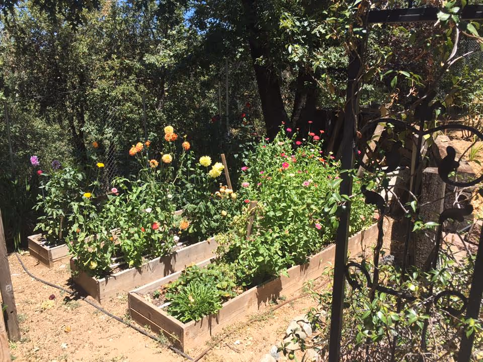 A sunny outdoor garden area with multiple raised wooden garden beds filled with various blooming flowers and green plants. There is a decorative metal trellis on the right side with some climbing plants. Trees and a wire fence are visible in the background.