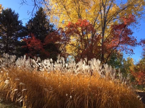 A vibrant outdoor scene featuring tall ornamental grasses with golden and white plumes in the foreground, and trees with colorful autumn foliage in shades of yellow, red, and green under a clear blue sky.