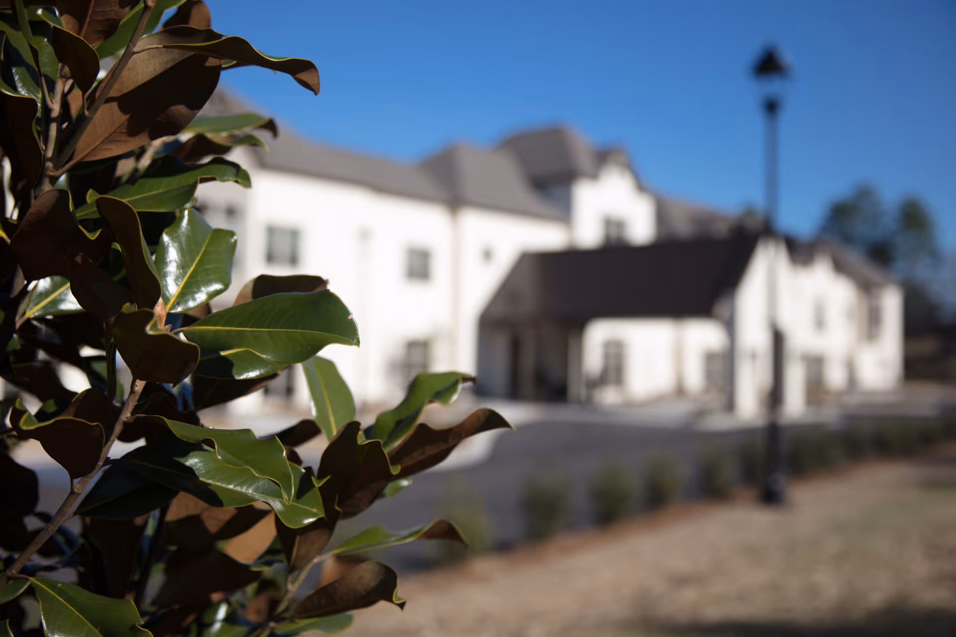 Close-up of green leaves in the foreground with a blurred white building and a lamppost in the background under a clear blue sky.