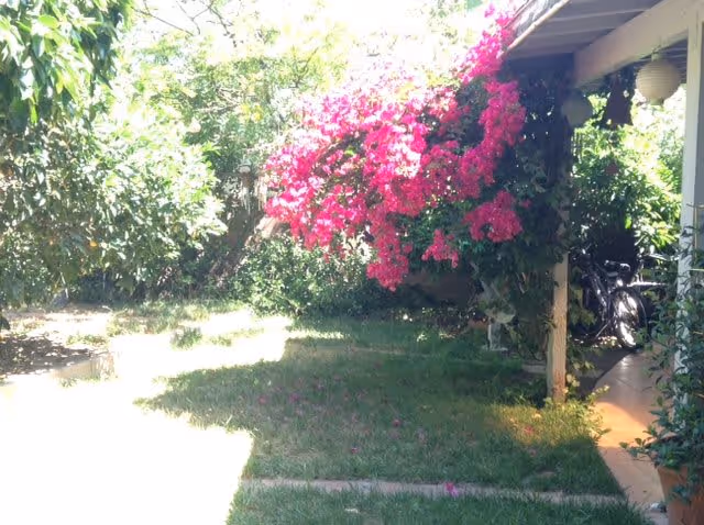 A sunny outdoor garden area with green grass, a large bush with bright pink flowers, and some trees in the background. There is a covered patio on the right side with a bicycle partially visible underneath.