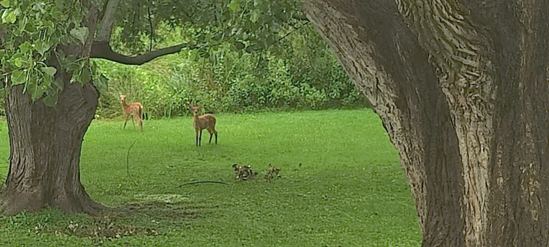 Two deer standing on a green lawn framed by large tree trunks.