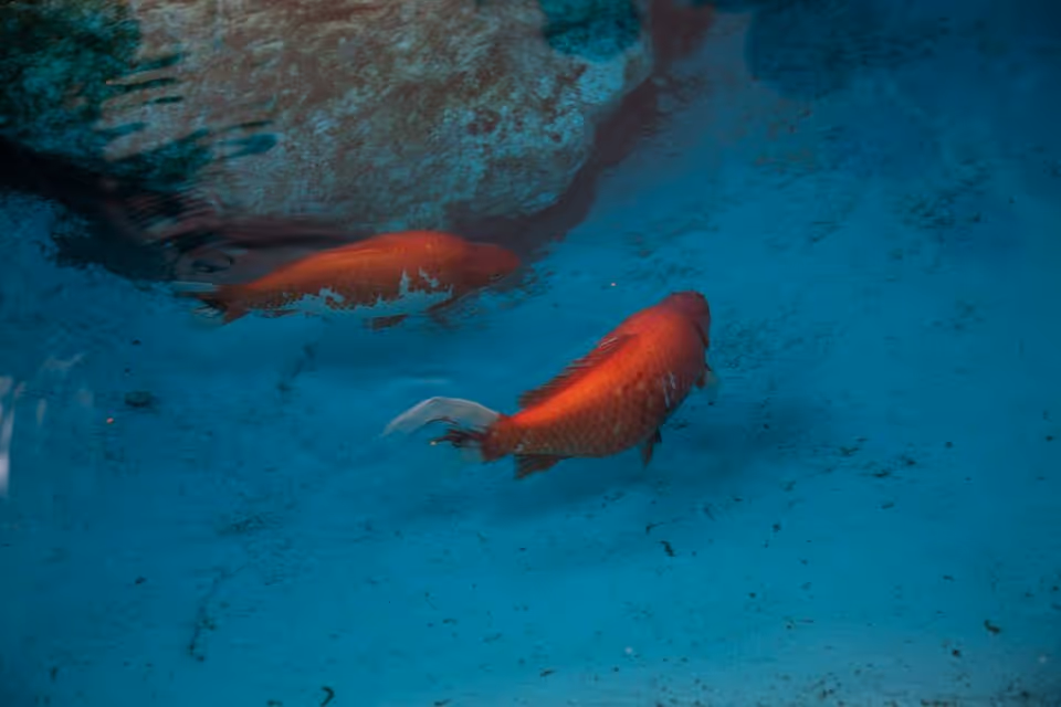 Two orange koi fish swimming in a blue shallow pond near a rock.