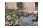 A garden area with blooming pink and purple flowers, a small tree, and a metal railing along a raised concrete platform in front of a brick building wall.