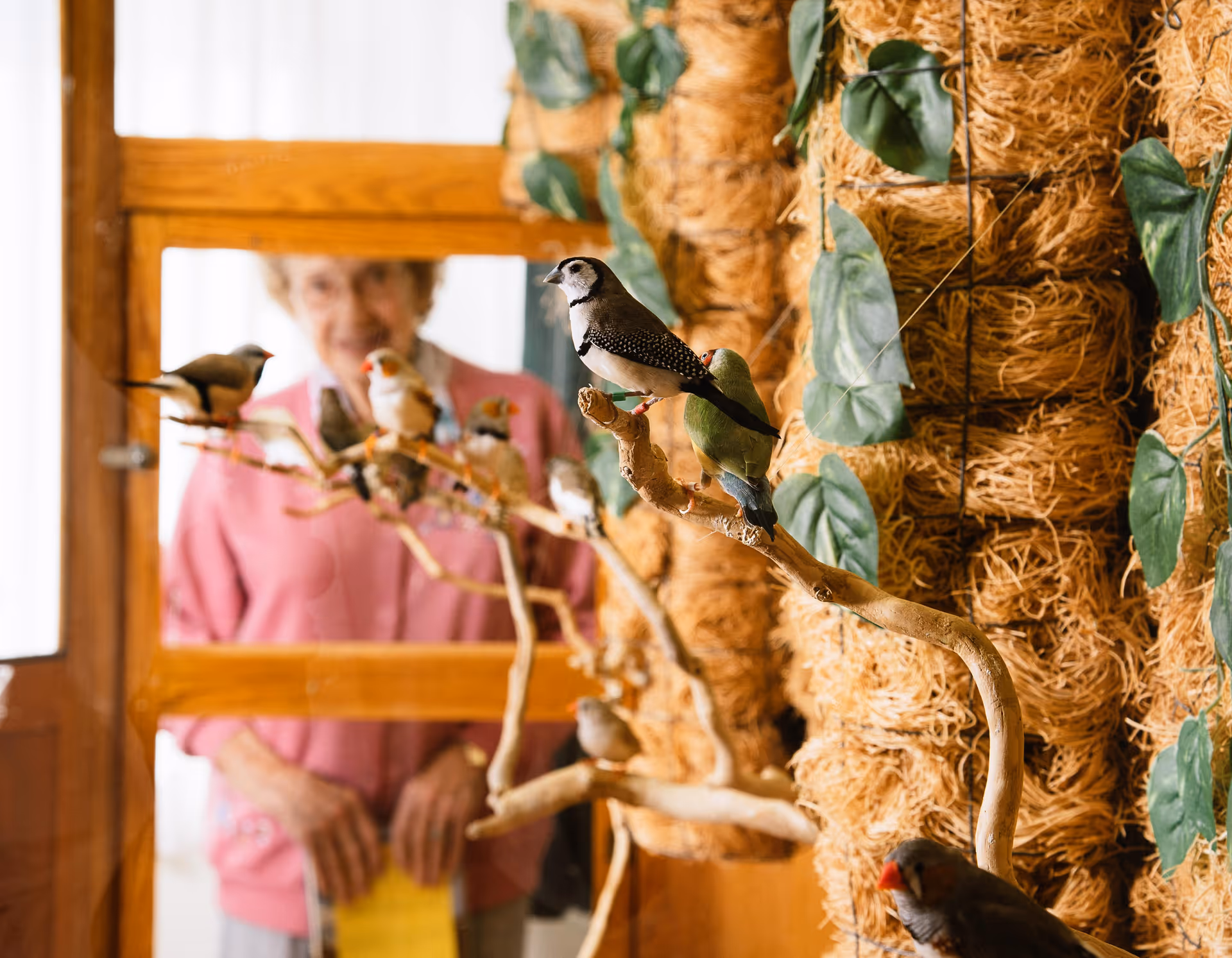 An elderly woman in a pink cardigan stands behind a glass enclosure with several small colorful birds perched on branches inside. The enclosure is decorated with natural materials and green leaves.