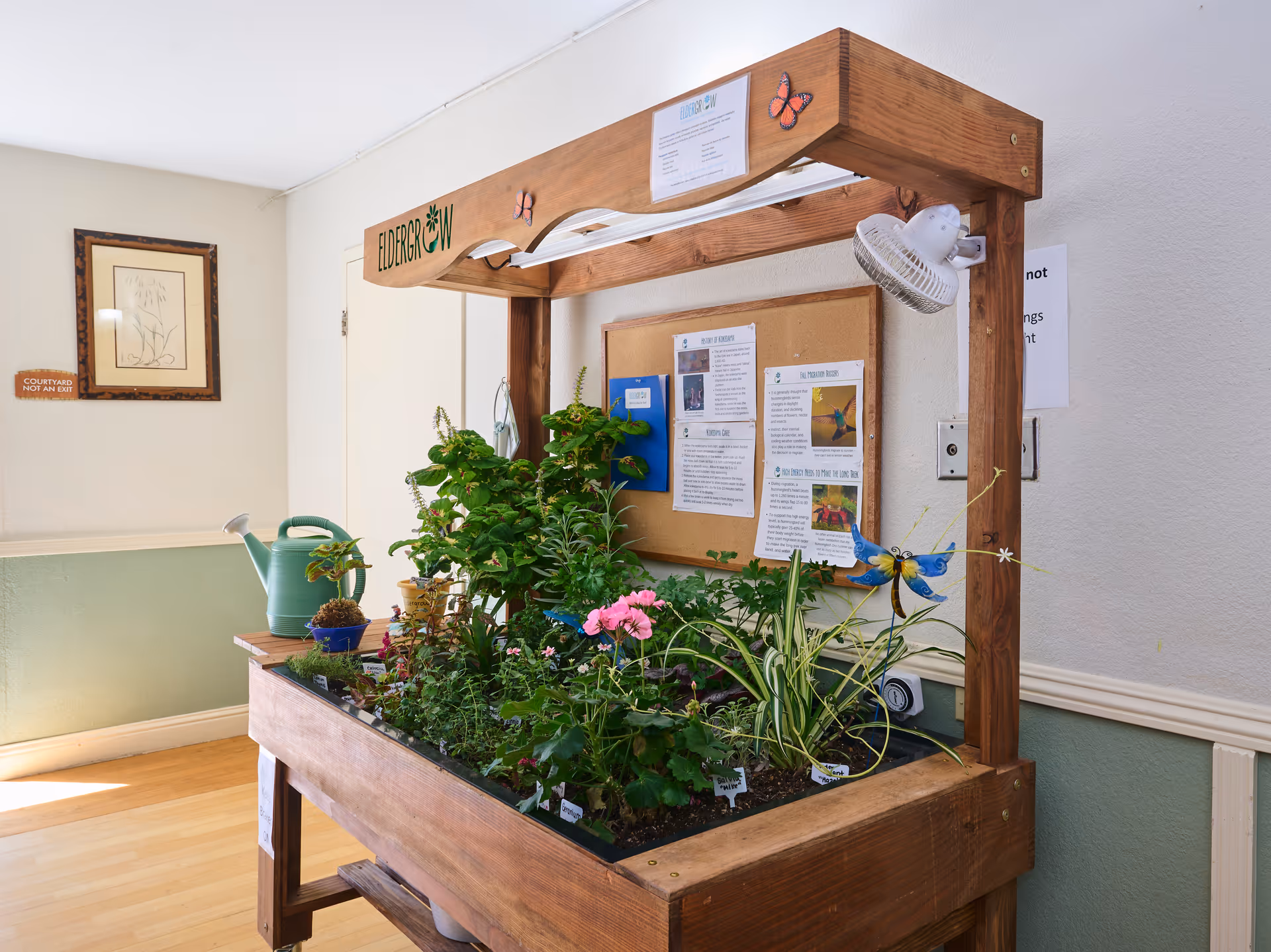 Indoor wooden gardening table labeled 'Eldergrow' with various green plants and flowers growing in soil, a small fan attached to the frame, a green watering can on the side, and informational papers pinned on a corkboard on the wall behind it. The room has light-colored walls and wooden flooring.