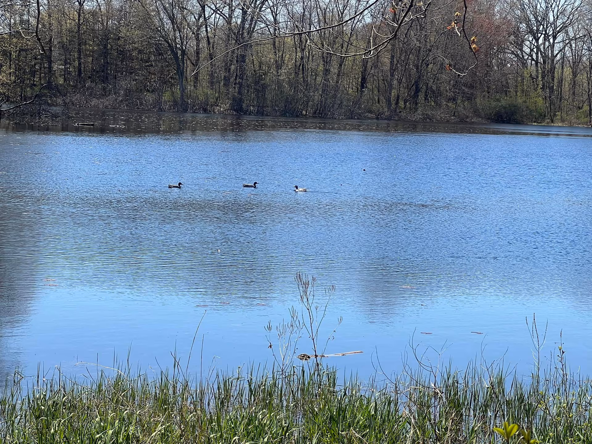 A peaceful pond with three ducks swimming on the water, surrounded by tall grass in the foreground and leafless trees in the background under a clear sky.