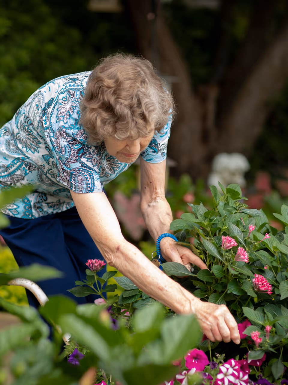 An elderly woman with curly gray hair wearing a patterned blue and white shirt and dark pants is tending to a garden with various green plants and pink flowers outdoors.