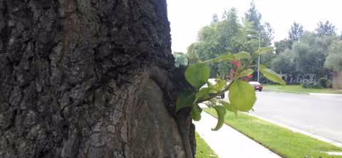 Tree trunk in foreground with green leaves beside a sidewalk and street.