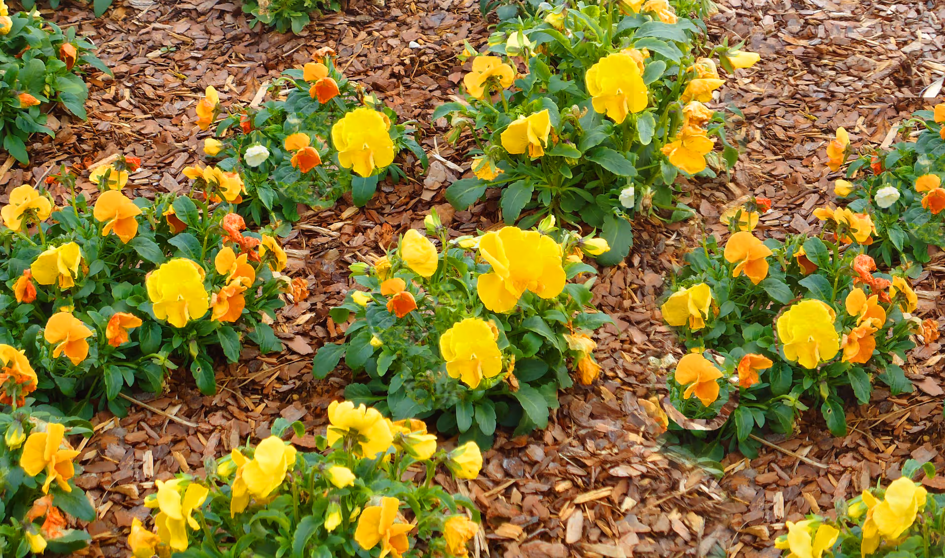 Yellow and orange pansy flowers planted in a wood-chip mulched flower bed.