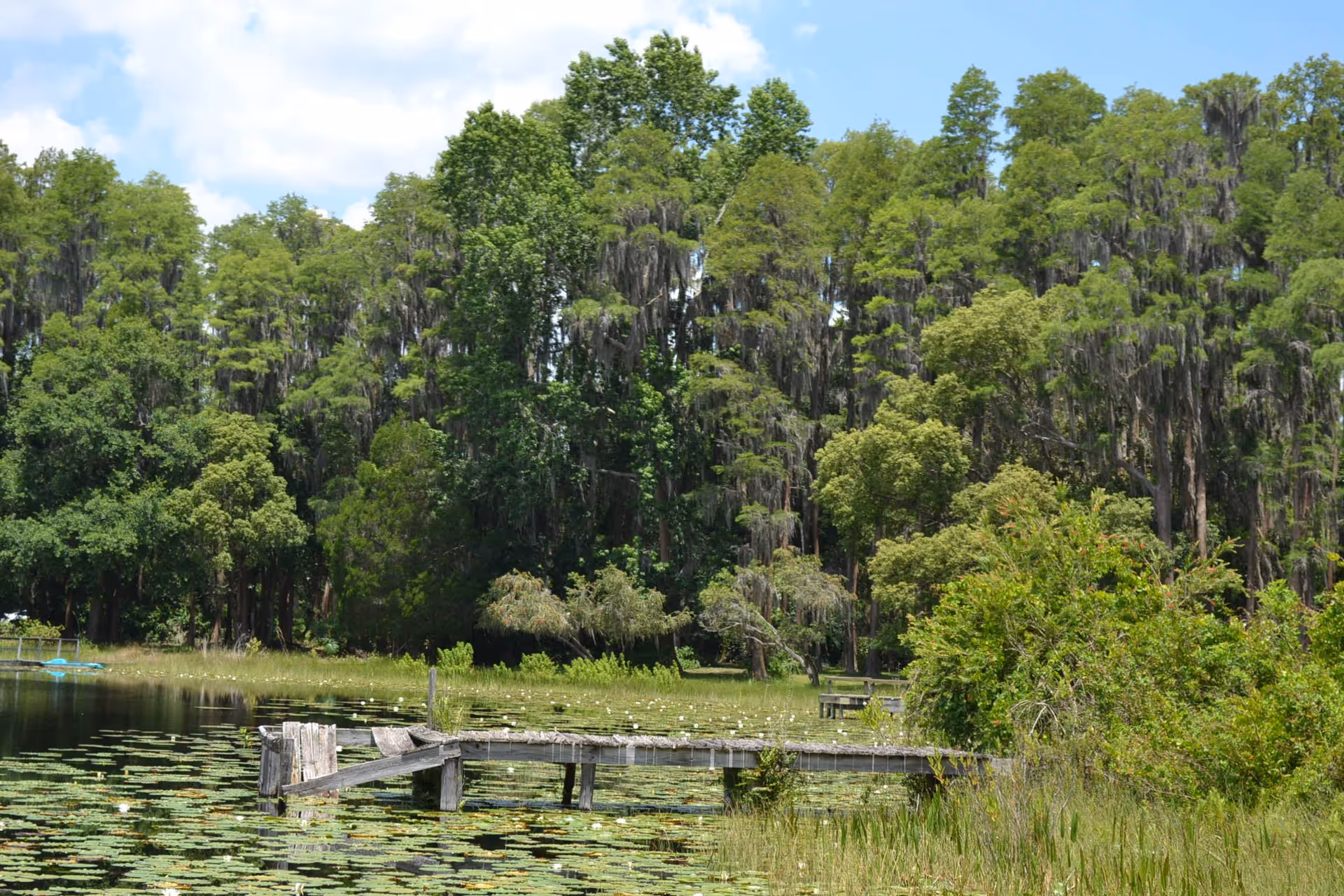 A weathered wooden dock extends over a lily-pad covered pond with dense trees draped in Spanish moss in the background.