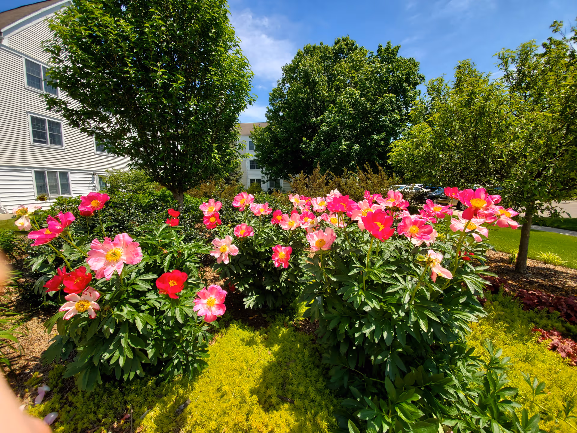 Bright pink and red flowers blooming in a garden bed surrounded by green shrubs and trees, with a white multi-story building partially visible in the background under a blue sky.