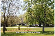 Grassy campus grounds with trees, a roadway and parked cars, with the caption 'The campus in the spring'.