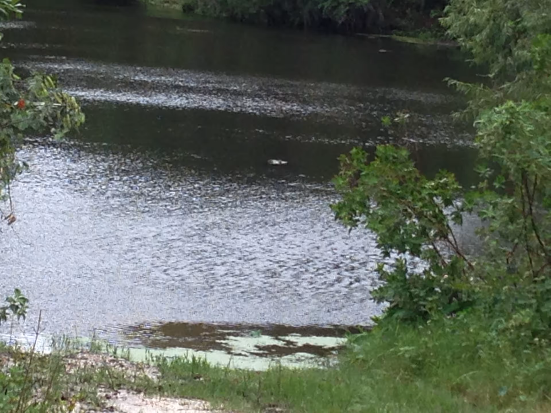 A peaceful view of a small body of water surrounded by green trees and grass, with some aquatic plants near the shore.