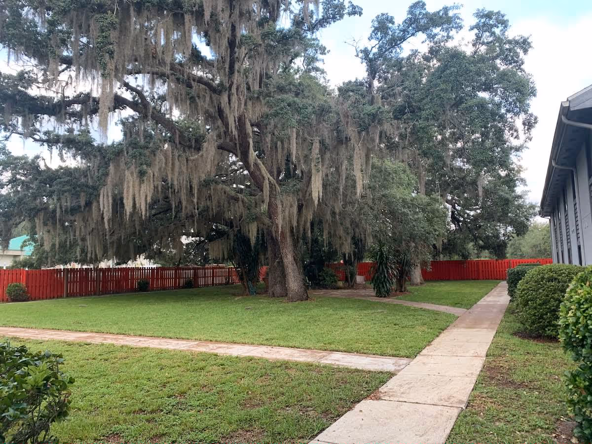 A grassy outdoor area with a large tree draped in Spanish moss, surrounded by a red wooden fence. A concrete walkway runs through the grass alongside a building with bushes lining the path.