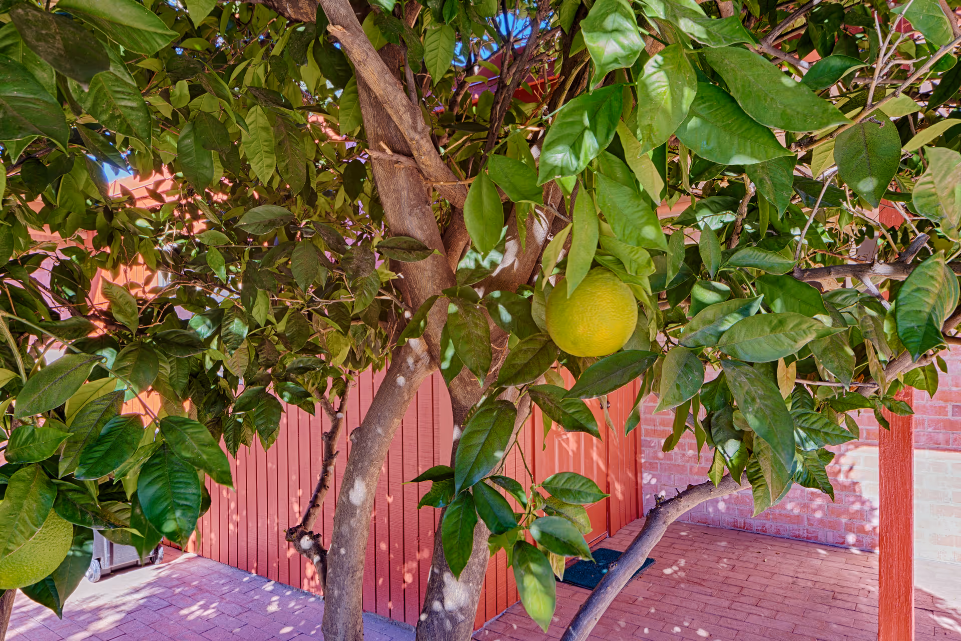 A close-up view of a tree with green leaves and a large green fruit growing on it, set against a background of a red wooden fence and brick wall with a paved ground.