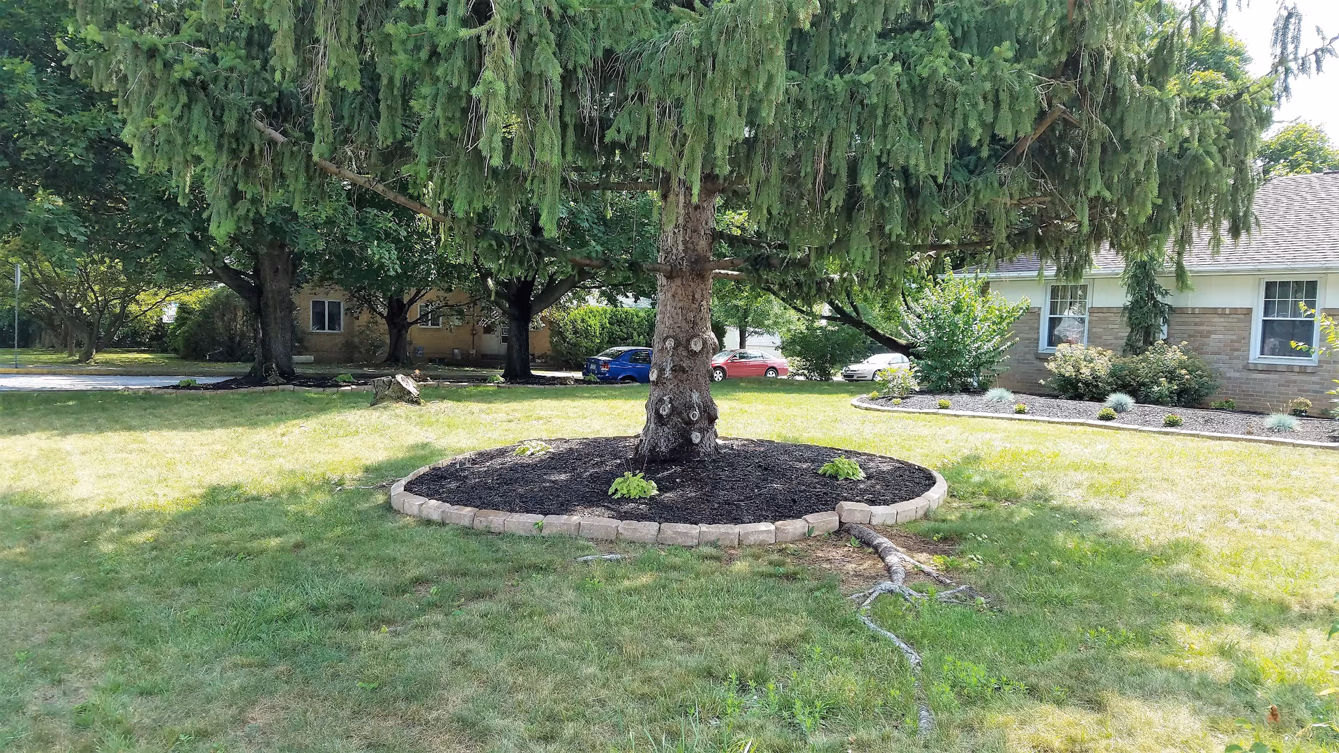 A large tree with drooping branches surrounded by a circular stone border and mulch in a grassy yard. In the background, there are other trees, a few parked cars, and parts of residential-style buildings with windows and shrubs.