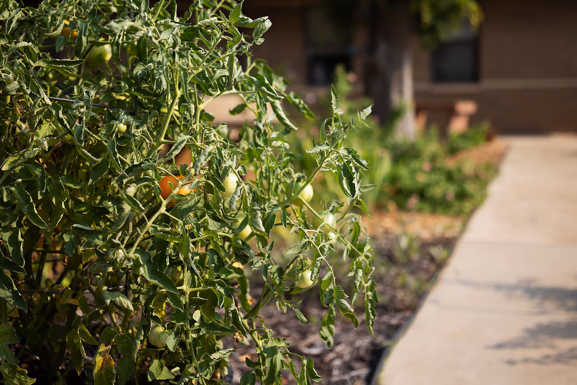 Tomato plants with green and ripening fruit growing beside a paved walkway in front of a building.