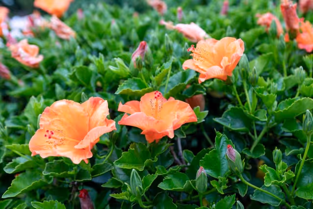 Close-up view of vibrant orange hibiscus flowers surrounded by lush green leaves in a garden setting.