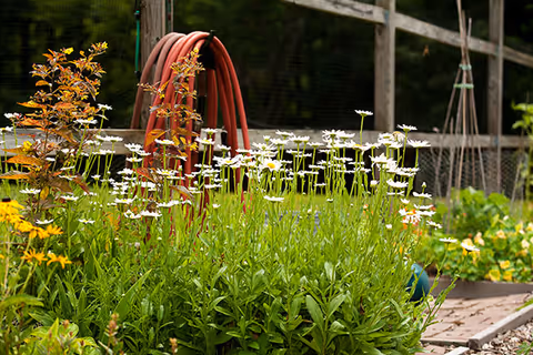 A garden area with blooming white daisies and other plants, a red garden hose coiled on a wooden post, and a wooden fence in the background.