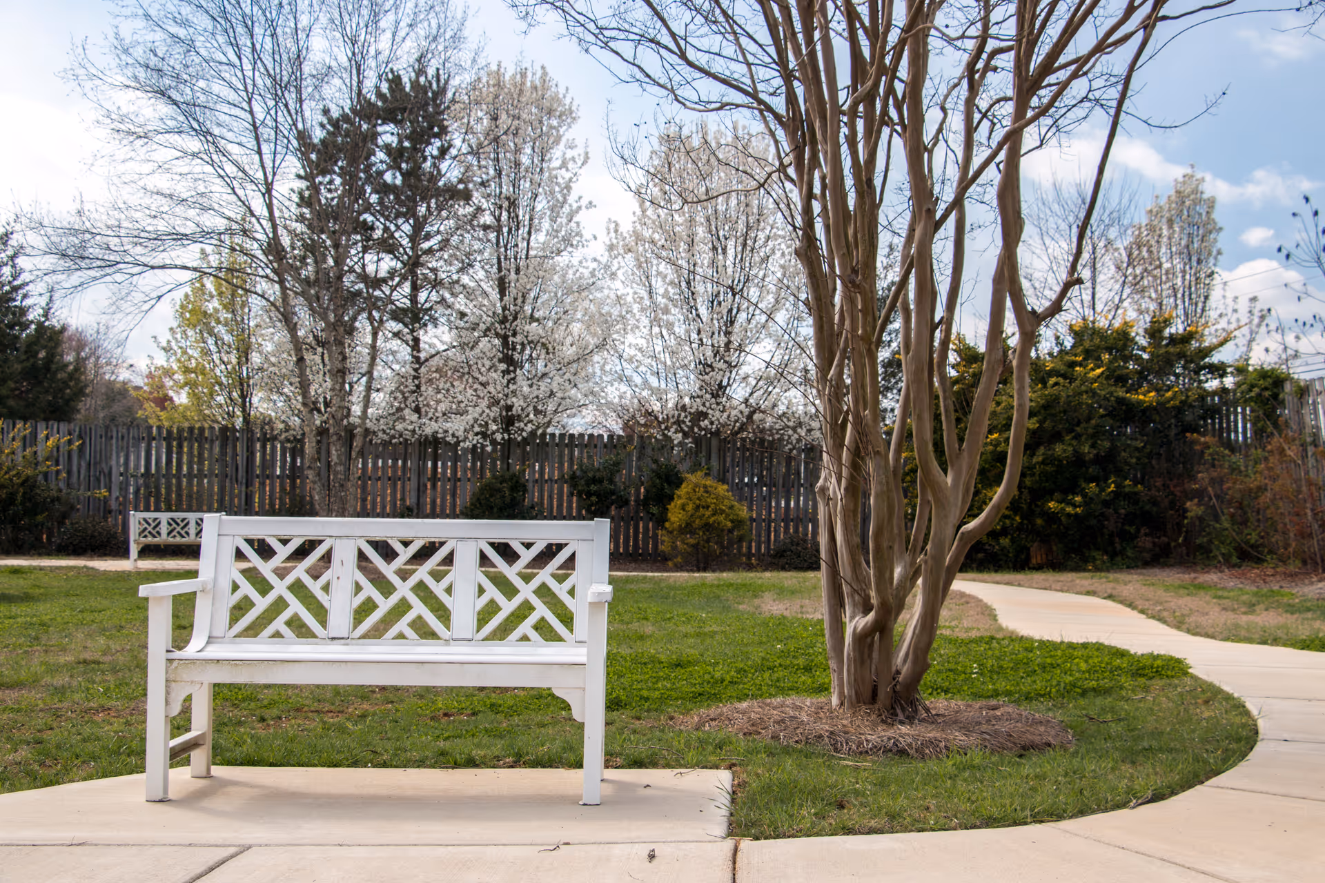 A white wooden bench on a concrete path in a garden area with green grass, leafless trees, and blooming white flowers. A wooden fence and more trees are visible in the background under a partly cloudy sky.